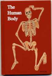The Human Body