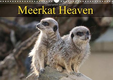 Meerkat Heaven 2017: Meerkats Basking in the Morning Sunshine