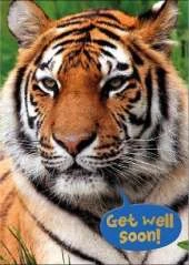 Tiger - Get Well Colouring Card-Book: 6 Card-Book Pack