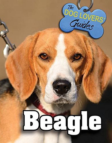 Beagle