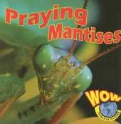 Praying Mantises