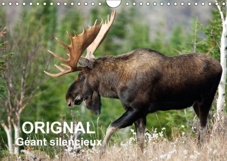 Orignal. Geant Silencieux 2018: L'Orignal Du Canada Au Fil Des Quatre Saisons.