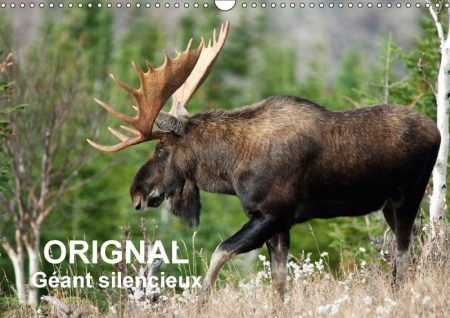 Orignal. Geant Silencieux 2018: L'Orignal Du Canada Au Fil Des Quatre Saisons.