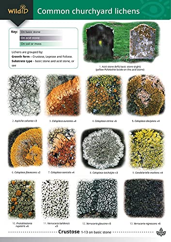Guide to Common Churchyard Lichens