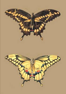 Carnet Ligne, Papillons Cresphontes