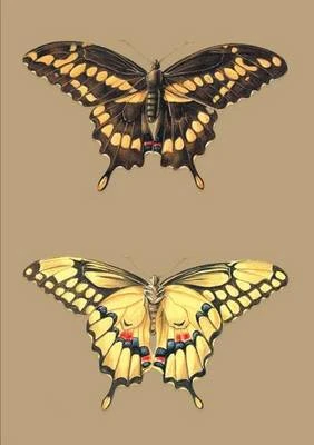 Carnet Ligne, Papillons Cresphontes