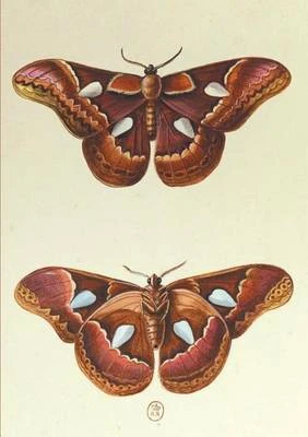 Carnet Ligne, Papillons Le Porte-Miroir