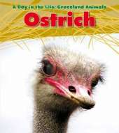 Ostrich