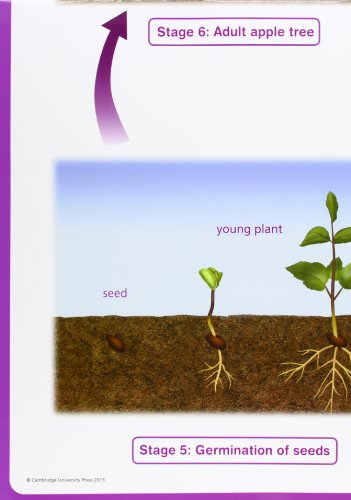 Flowering Plants Poster