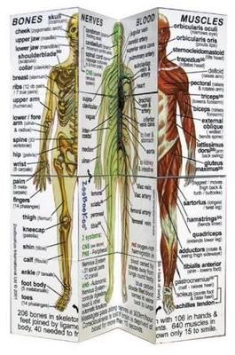 Human Body: Systems and Statistics