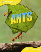 Ants