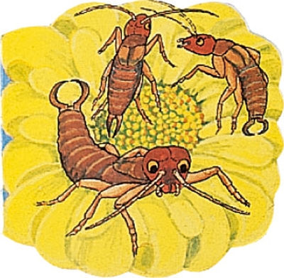 Pocket Earwig