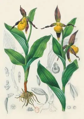 Carnet Blanc, Orchidee Jaune, Dessin 19e Siecle