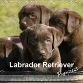 Labrador Retriever Puppies 2019: Yellow and brown labrador retriever puppies