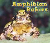 Animal Babies Pack A of 6