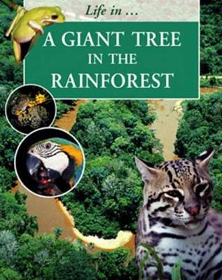A Giant Tree in the Rainforest