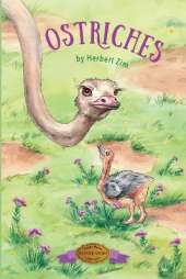 Ostriches