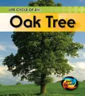 Life Cycle of an Oak tree