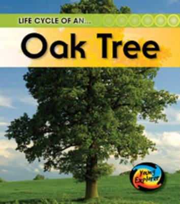 Life Cycle of an Oak tree