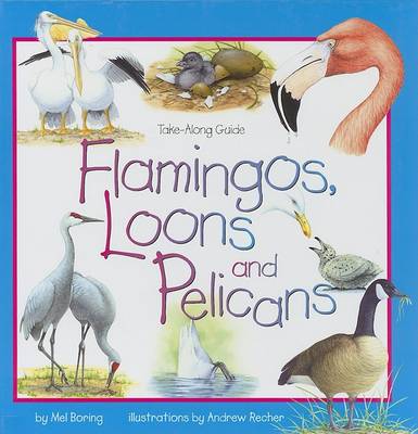 Flamingos, Loons & Pelicans
