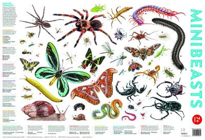 Minibeasts
