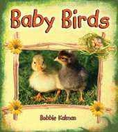Baby Birds