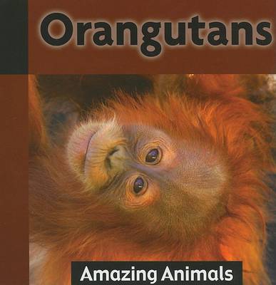 Orangutans