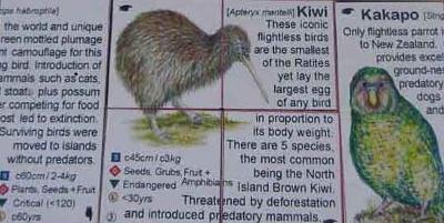 New Zealand Wildlife Cube Book