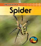 Life Cycle of a Spider