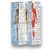 Human Body Cube Book (USA)