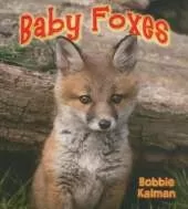 Baby Foxes