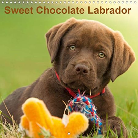 Sweet Chocolate Labrador 2020: Chocolate labrador puppy 9 weeks old
