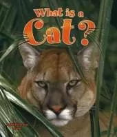 What is a Cat?
