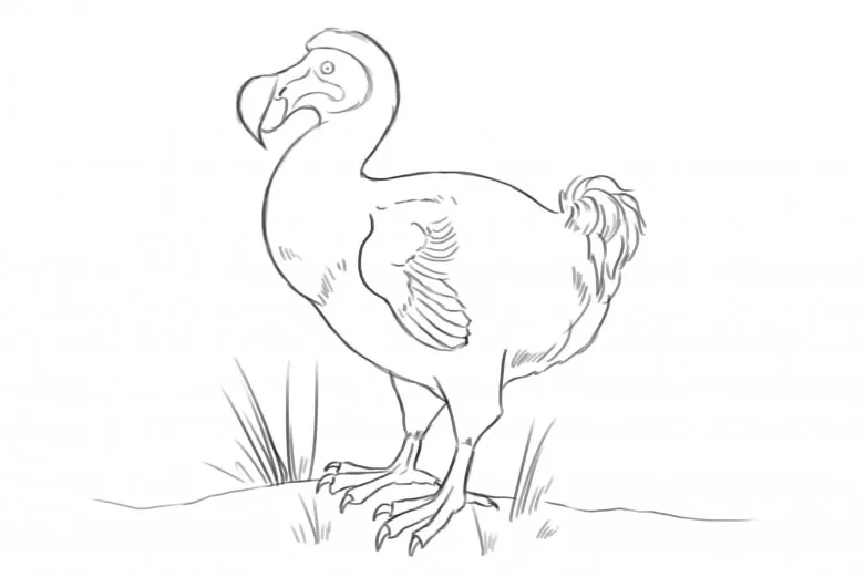 Black and white sketch of a dodo