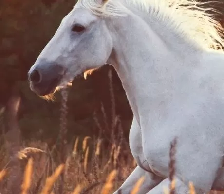 Horse Books